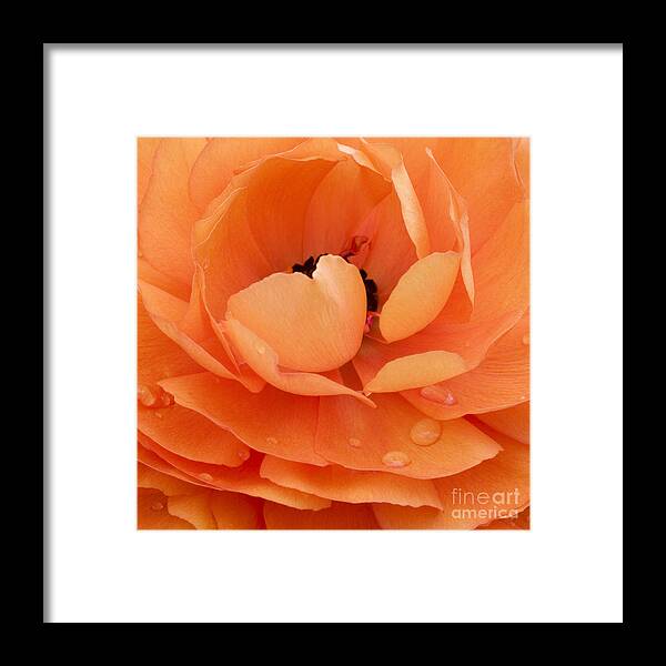 Persian Buttercup Framed Print featuring the photograph Orange Delight by Patty Colabuono