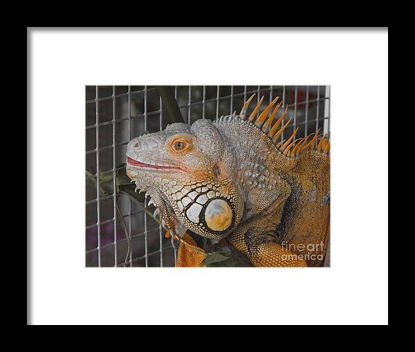Lizard Framed Print featuring the photograph Orange Dragon by Erick Schmidt