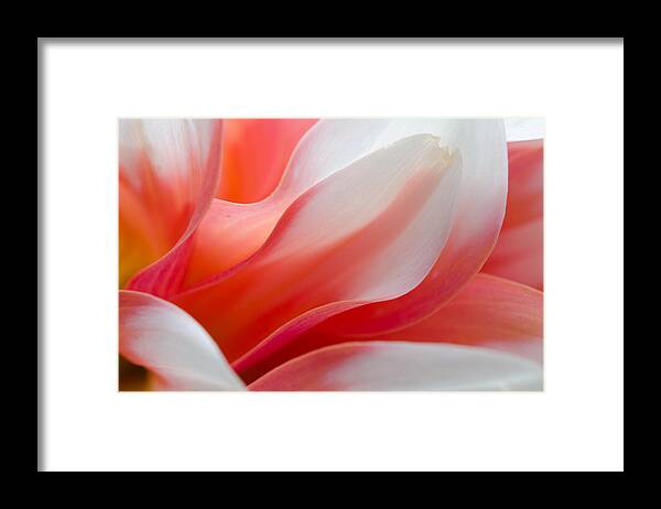 Dahlia Framed Print featuring the photograph Orange Dream by Kathy Paynter