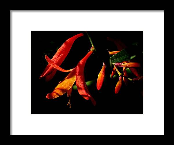 Flower Framed Print featuring the photograph Orange Drop by Derek Dean