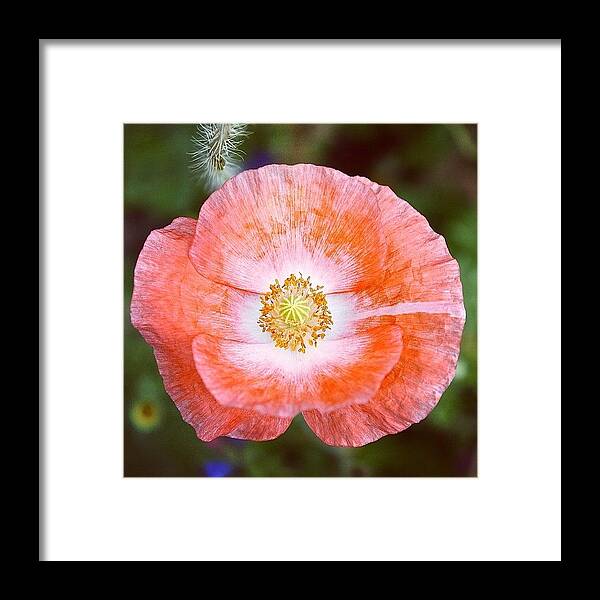 Beautiful Framed Print featuring the photograph Orange Flower! #flowers #flower by Photo Daily