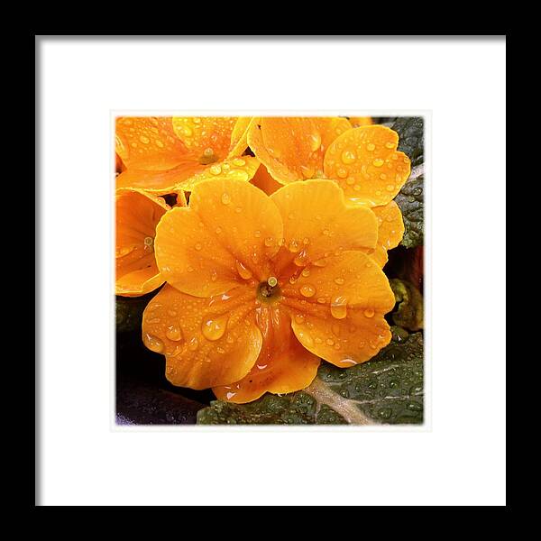 Orange Framed Print featuring the photograph Orange flower with water drops by Matthias Hauser