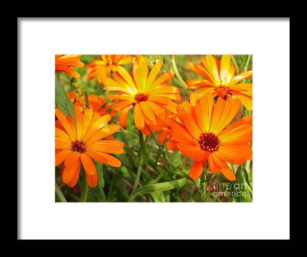 Orange Flowers Framed Print featuring the photograph Orange Flowers by Thomas R Fletcher
