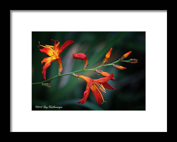 Lily Framed Print featuring the photograph Orange Lily by Lucy VanSwearingen