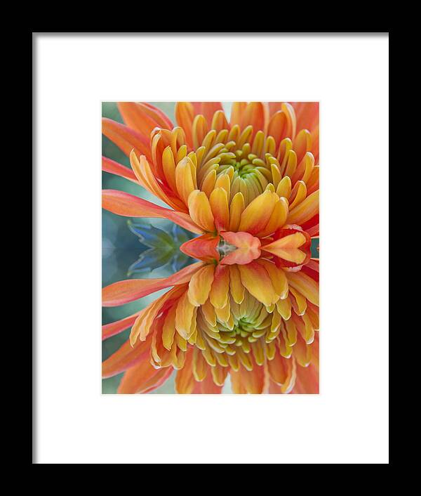 Autumn Framed Print featuring the photograph Orange Mum's Watery Reflection by Heidi Smith