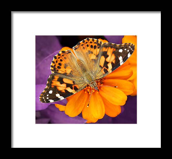 Butterfly Framed Print featuring the photograph Orange on Purple by Jaki Miller