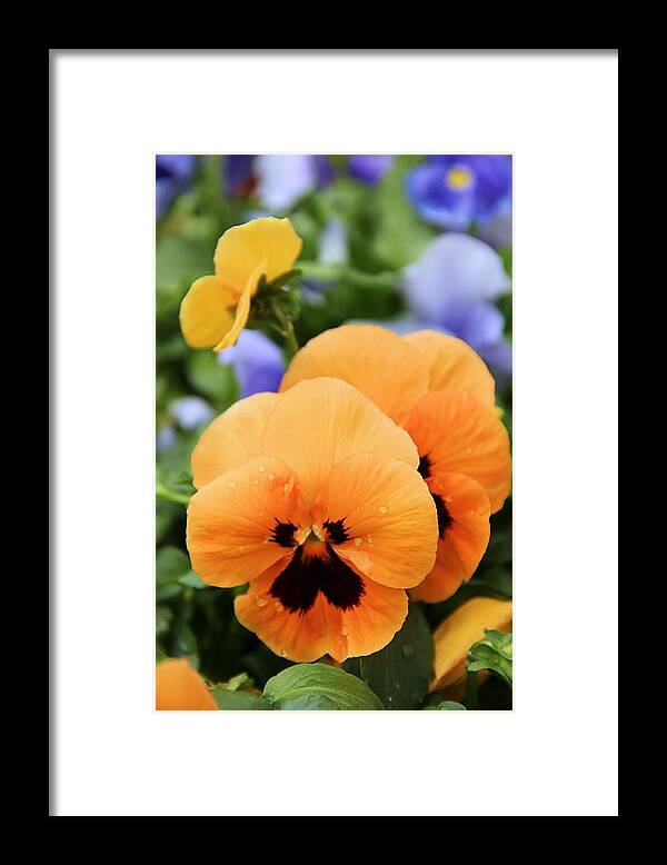 Pansy Framed Print featuring the photograph Orange Pansies by Elizabeth Budd