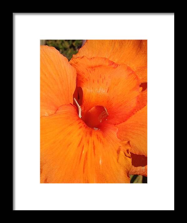 Flowers Framed Print featuring the photograph Orange Petals by Daniele Smith