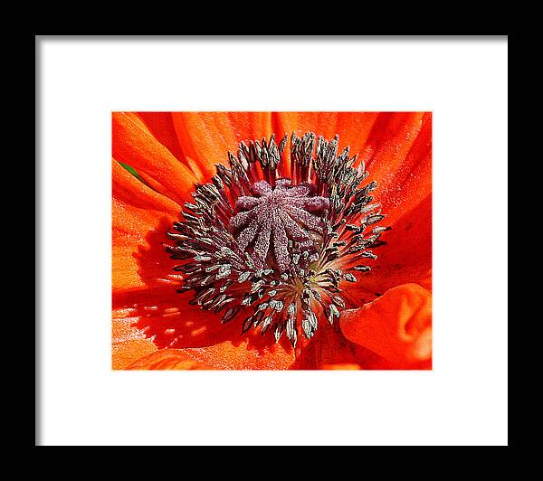 Nature Framed Print featuring the photograph Orange Poppy by William Selander