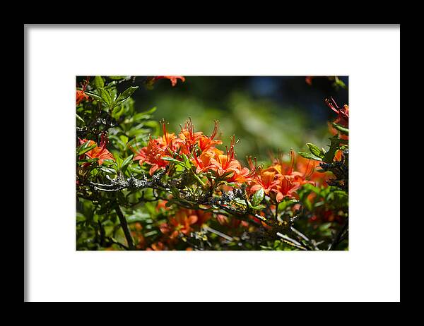 Orange Framed Print featuring the photograph Orange Rhododendron by Spikey Mouse Photography