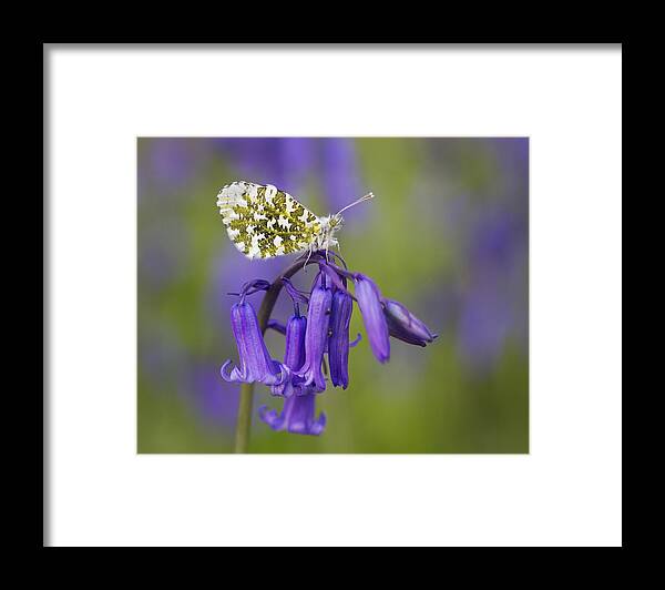 Richard Garvey-williams Framed Print featuring the photograph Orange Tip Butterfly On English by Richard Garvey-Williams