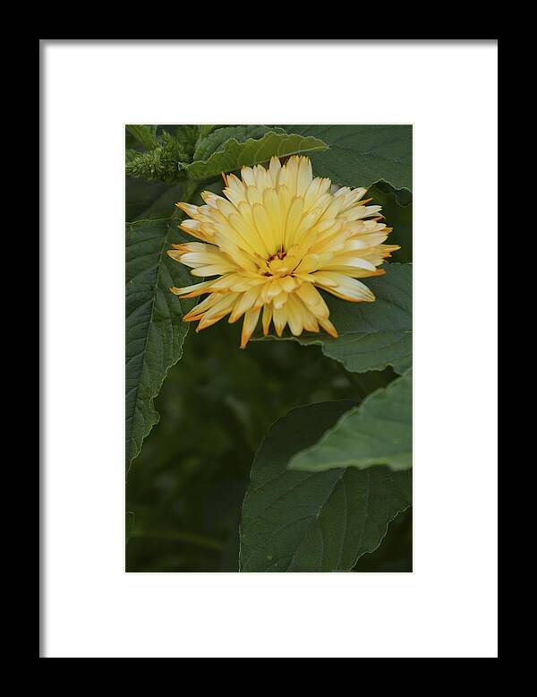 Floral Framed Print featuring the photograph Orange Tip Pedals by William Hallett