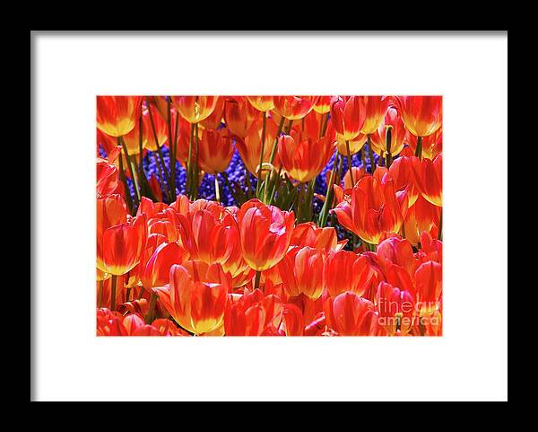 Orange Tulips Framed Print featuring the photograph Orange Tulips by Allen Beatty