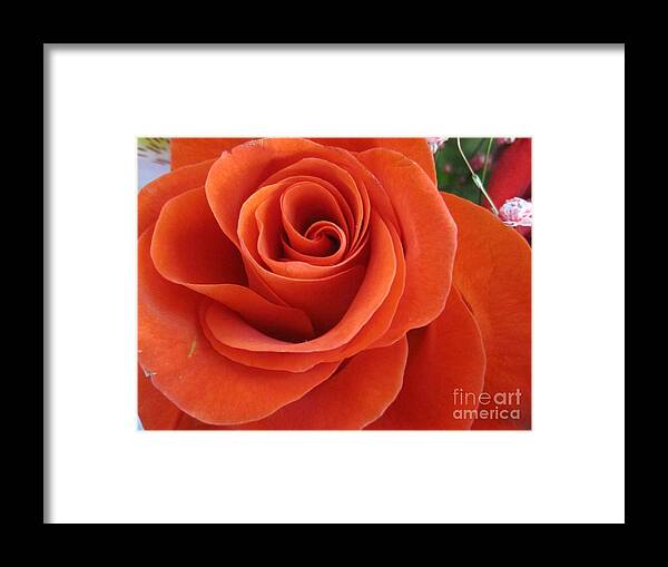 Floral Framed Print featuring the photograph Orange Twist Rose 2 by Tara Shalton