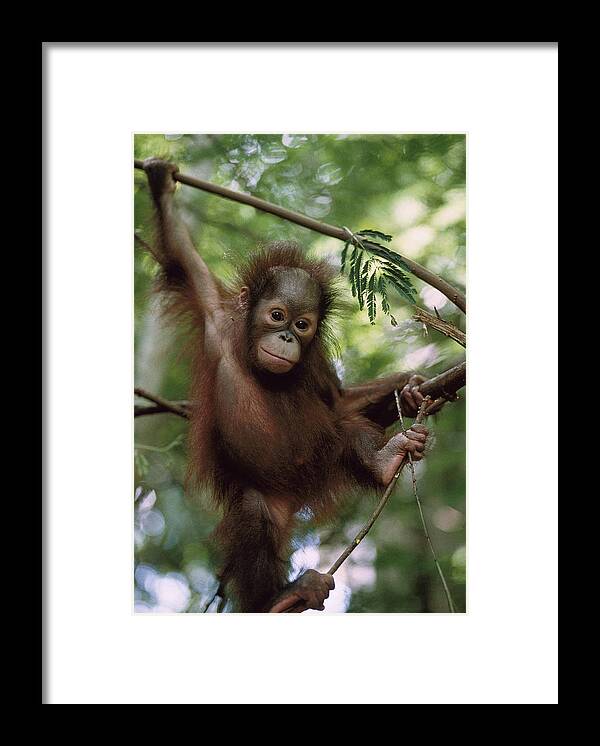 Feb0514 Framed Print featuring the photograph Orangutan Infant Hanging Borneo by Konrad Wothe