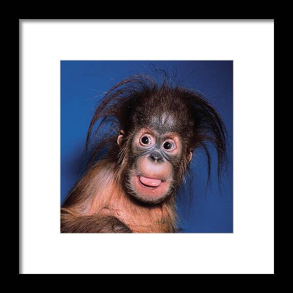 Ape Framed Print featuring the photograph Orangutan by Toni Angermayer