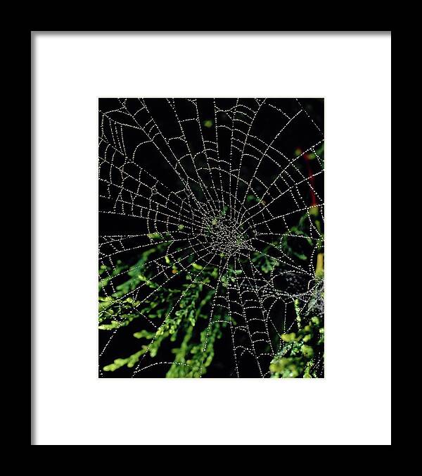 Orb Web Framed Print featuring the photograph Orb Web Of The Garden Spider Araneus Diadematus by Adam Hart-davis/science Photo Library