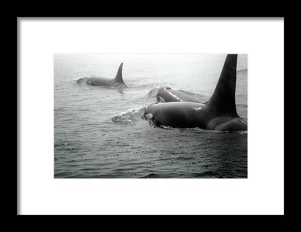 Orca Whales Framed Print featuring the photograph Orcas by Susan Woodward