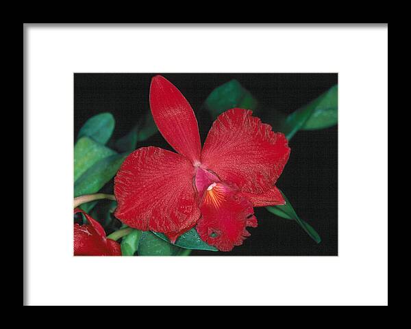 Flower Framed Print featuring the photograph Orchid 12 by Andy Shomock