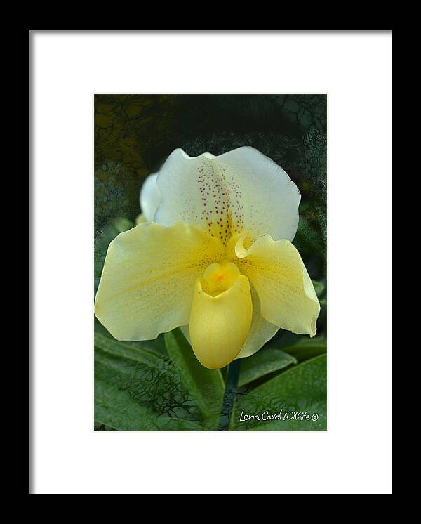 Nature Framed Print featuring the photograph Orchid 2 by Lena Wilhite