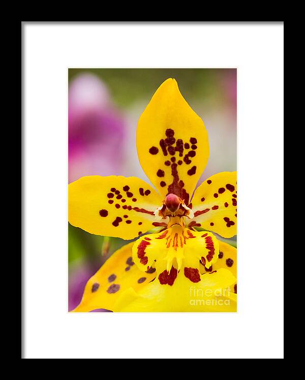 Orchid Framed Print featuring the photograph Orchid 2 of 3 by Brad Marzolf Photography
