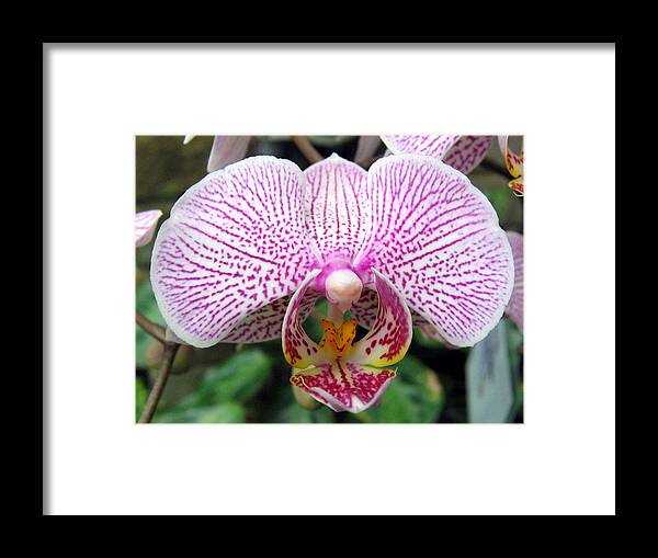 Orchid Framed Print featuring the photograph Orchid 4 by Helene U Taylor