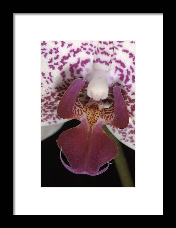 Orchid Framed Print featuring the photograph Orchid 474 by Wesley Elsberry