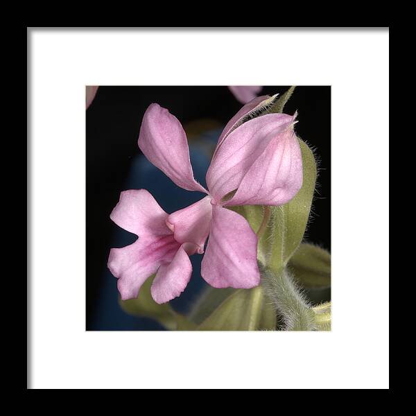 Orchid Framed Print featuring the photograph Orchid 488 by Wesley Elsberry