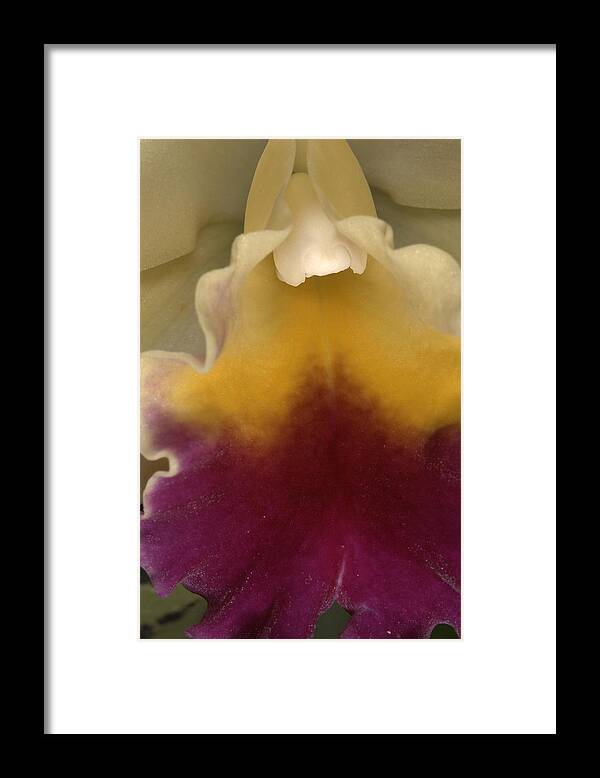 Orchid Framed Print featuring the photograph Orchid 491 by Wesley Elsberry