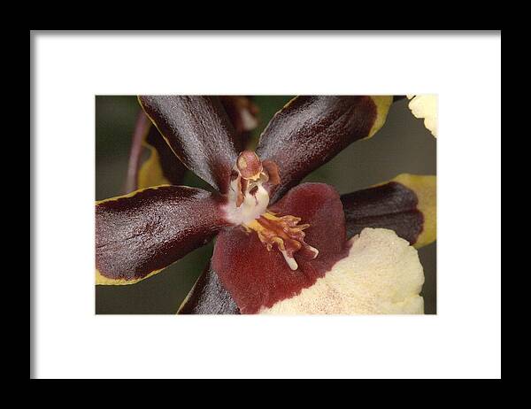 Orchid Framed Print featuring the photograph Orchid 497 by Wesley Elsberry