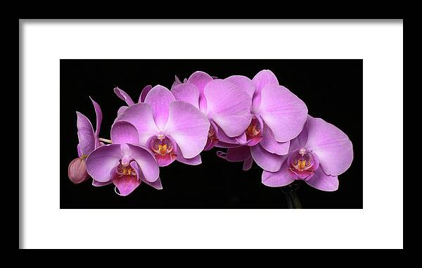 Nature Framed Print featuring the photograph Orchid Arch by Harold Rau