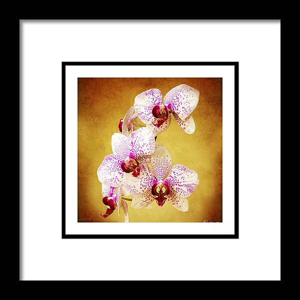 Andee Design Orchids Framed Print featuring the photograph Orchid Cascade Square by Andee Design