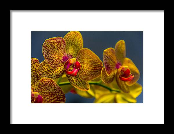 Flowers Framed Print featuring the photograph Orchid Color by Marvin Spates
