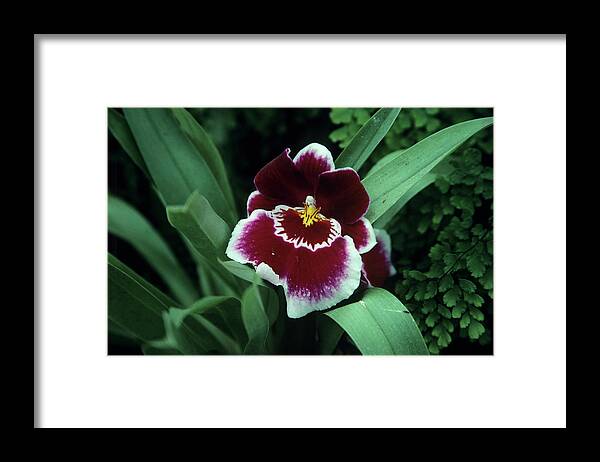 Miltonia Sp. Framed Print featuring the photograph Orchid Flower by A C Seinet/science Photo Library