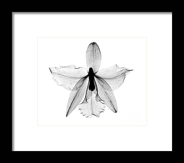 Nature Framed Print featuring the photograph Orchid Flower X-ray by Bert Myers