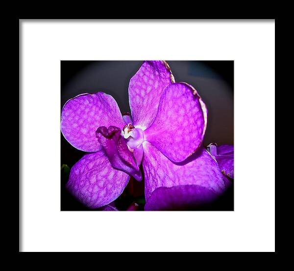 Flowers Framed Print featuring the photograph Orchid from Art Gallery by Randy Rosenberger