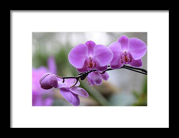 Orchid Framed Print featuring the photograph Orchid in Bloom by Harold Rau