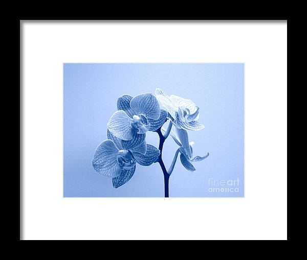 Orchid Framed Print featuring the photograph Orchid in Blue by Renee Trenholm