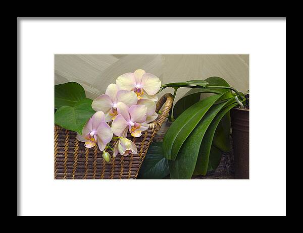 Orchid Framed Print featuring the photograph Orchid in Our Kitchen by Lynn Hansen