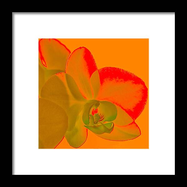 Orchid Framed Print featuring the photograph Orchid light by Terry Cosgrave