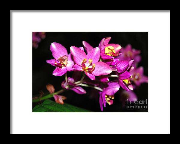 Purple Framed Print featuring the photograph Fuschia Fiesta by Angela Murray