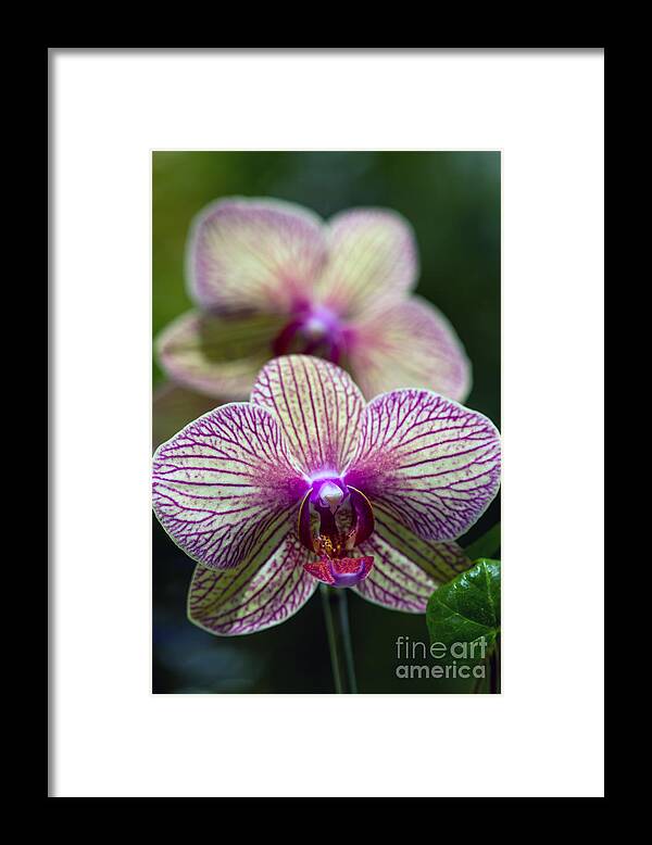 Flowers Framed Print featuring the photograph Orchid one by Ken Frischkorn
