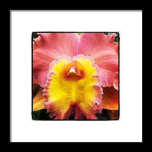 Orchid Framed Print featuring the photograph Orchid #orchid by Megan Smith