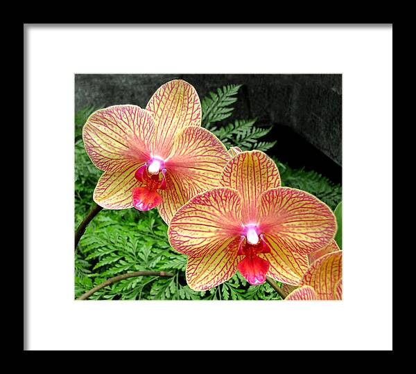 Duane Mccullough Framed Print featuring the photograph Orchid Pair by Duane McCullough