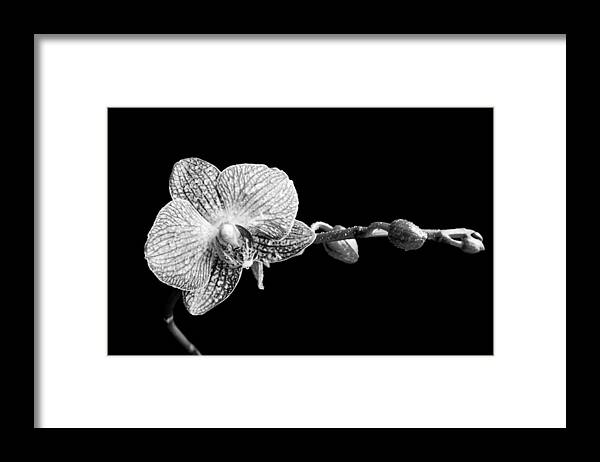 Orchid Framed Print featuring the photograph Orchid Phalaenopsis flower by Michalakis Ppalis