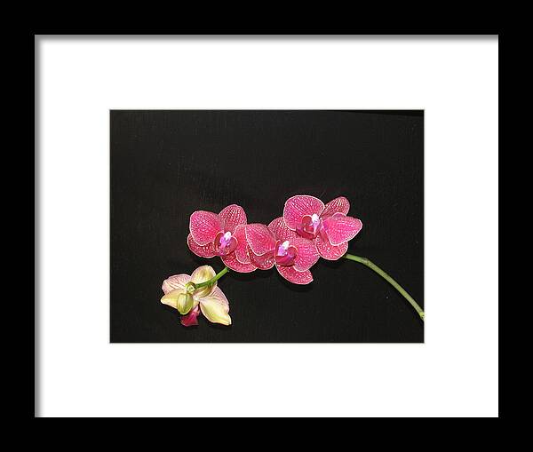 orchid National Flower Of Singapore Framed Print featuring the photograph Orchid by Shawn Hughes