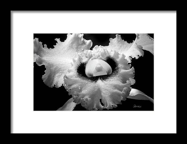 Photography Framed Print featuring the photograph Orchid with Black Wings by Frederic A Reinecke