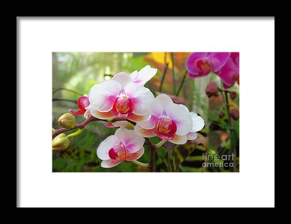 Flowers Framed Print featuring the photograph Orchids by Anita Adams