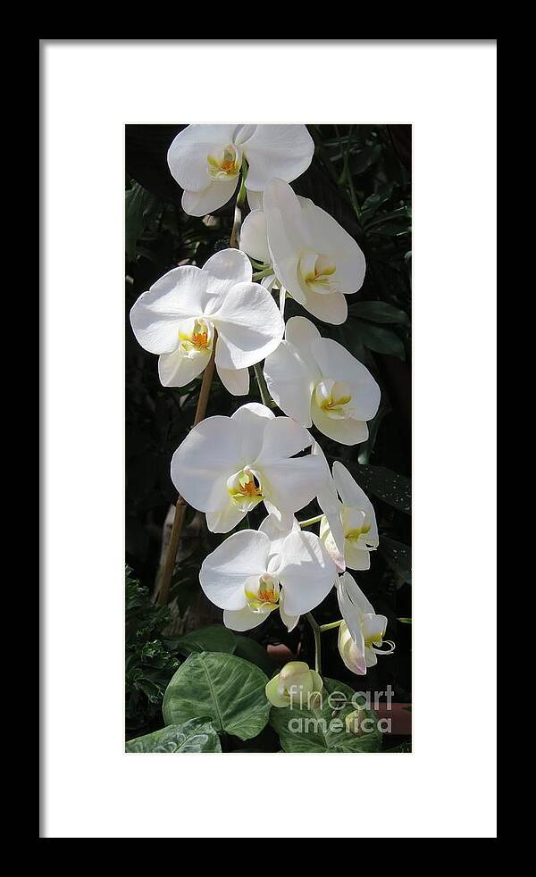 White Framed Print featuring the photograph Orchids Cascading by Anita Adams