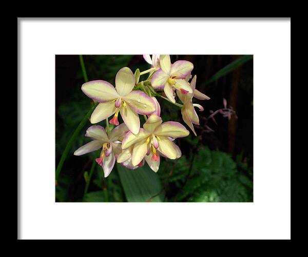 Orchids Framed Print featuring the photograph Orchids by Don Wright